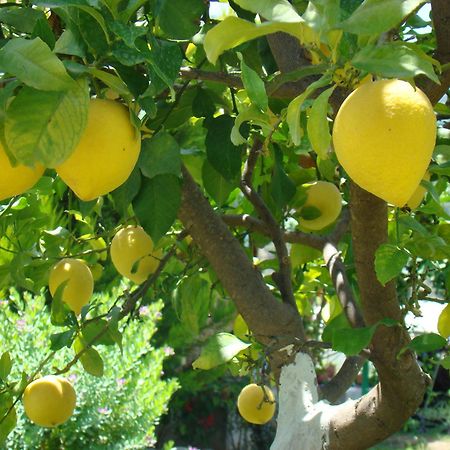 Cirali Almira Bungalow Dış mekan fotoğraf