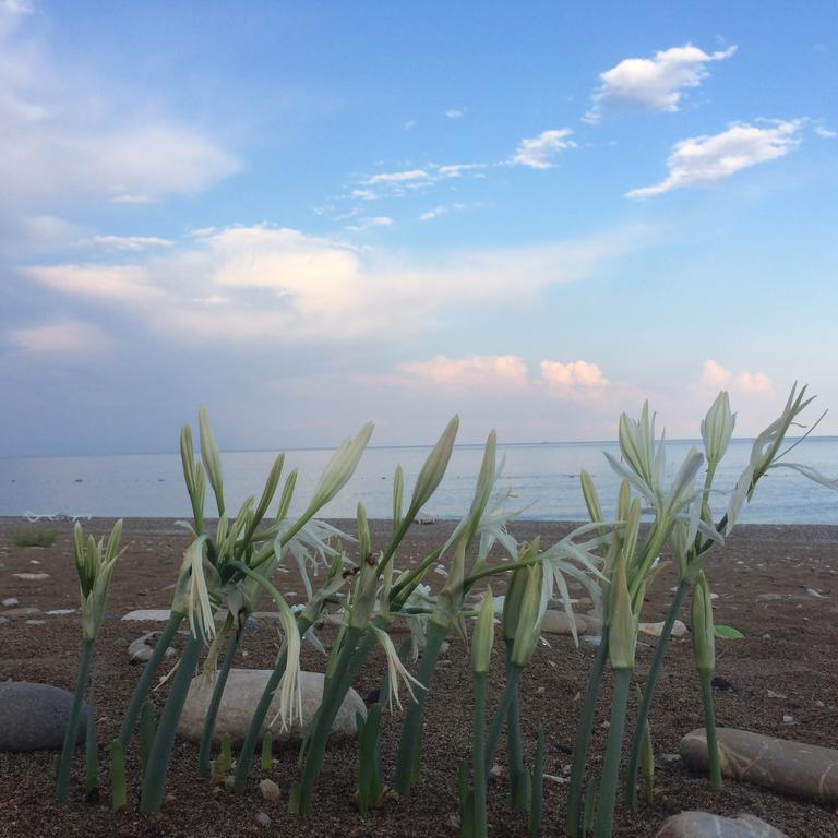 Cirali Almira Bungalow Dış mekan fotoğraf