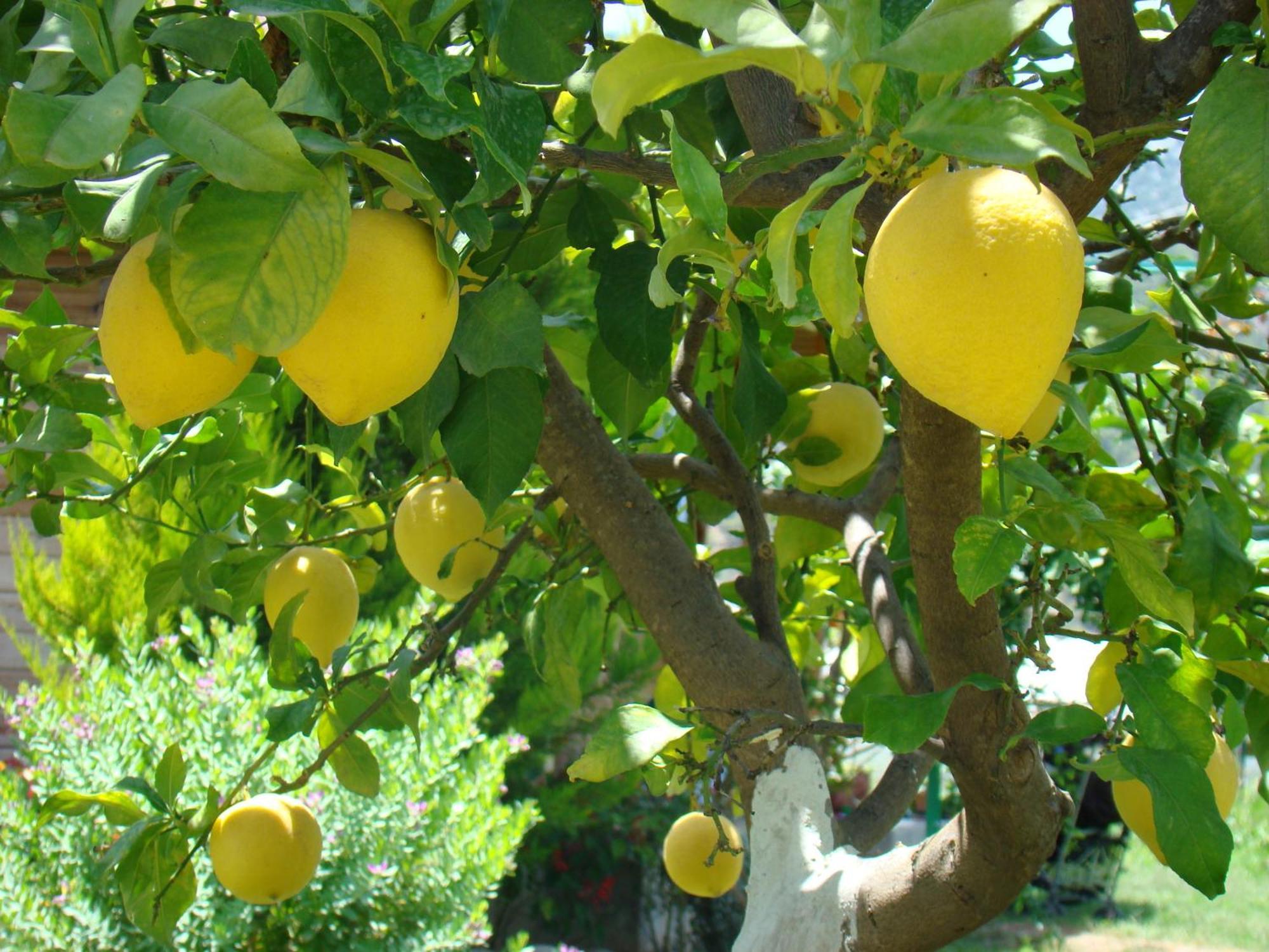 Cirali Almira Bungalow Dış mekan fotoğraf