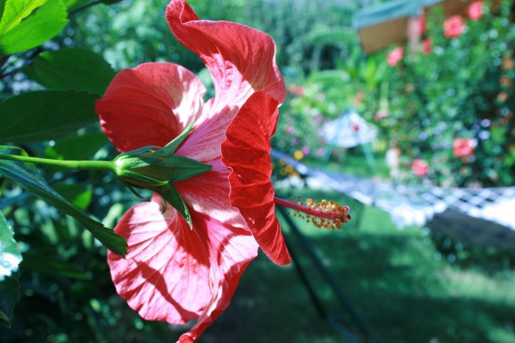 Cirali Almira Bungalow Oda fotoğraf